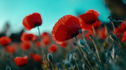 Obraz premium Vibrant red poppies swaying gently in the breeze, creating a stunning field of natural beauty.