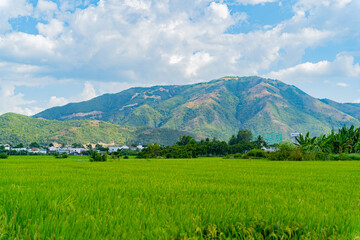 A rice field. 

Near the resort town of Nha Trang in Vietnam. 