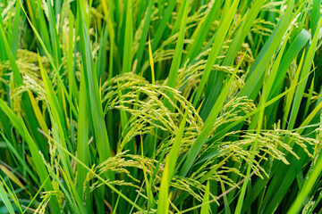 A rice field. 

Near the resort town of Nha Trang in Vietnam. 