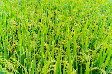 A rice field. 

Near the resort town of Nha Trang in Vietnam. 