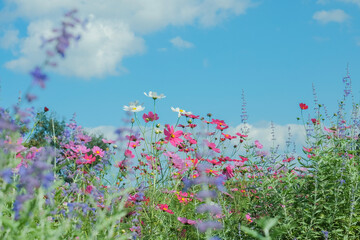 青空とコスモス