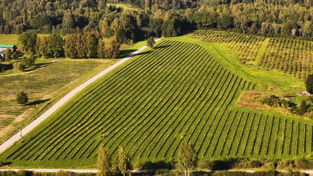 Full Sunlight Shining Down On Arable Agricultural Farmland Cultivating Aronias (Chokeberries).