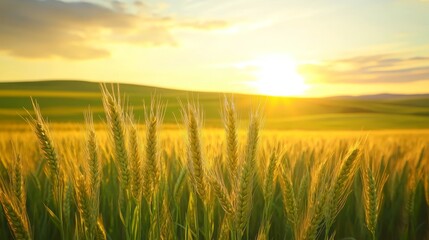 Fototapeta premium Golden sunset over a vast wheat field, scenic view of ripe grains in the warm evening light