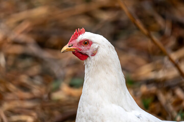 stunning white chicken that displays a vibrant red crest atop its head