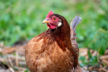 chicken head close-up. closeup of a stunning chicken that vividly showcases its elegant feathering