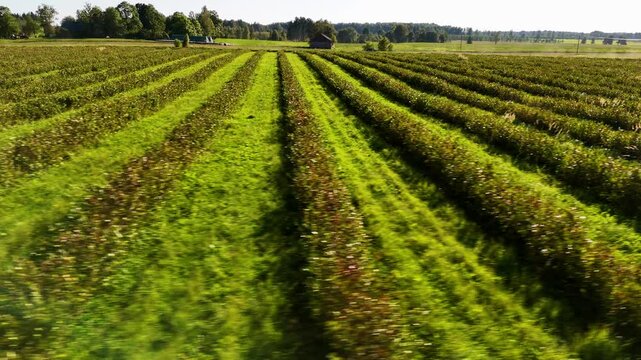 Aronias (Chokeberry) Field, Plantation, Farmland In Latvia. Low Aerial Pan.