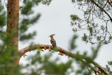 Eurasian hoopoe © zalu.photo