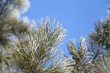 Frost covered pine tree branches