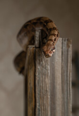 Boa Constrictor Curled on Rustic Wooden Post