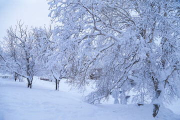 Snow covered trees in winter