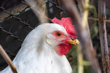 brown and white chicken proudly standing, showcasing its majestic feathers and vibrant plumage against the sky