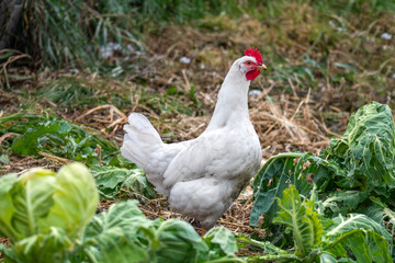 charming white chicken is foraging in a beautiful sunlit farm field, embodying rural life and agriculture. A beautiful white chicken forages for food in a wide open farm field Sunny day