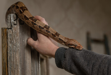 Boa Constrictor Interacting with Human Hand