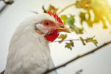 chicken pecks the grass in a field in the village. Poultry farming on a farm concept. Sunny day