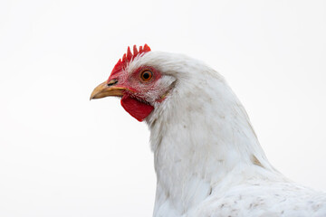 chicken head close-up. closeup of a stunning chicken that vividly showcases its elegant feathering. chicken on a white background,
