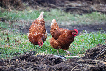 chicken head close-up. closeup of a stunning chicken that vividly showcases its elegant feathering