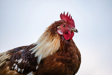 brown and white rooster proudly standing, showcasing its majestic feathers and vibrant plumage against the sky