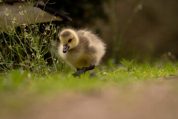 Duckling on the spring meadow