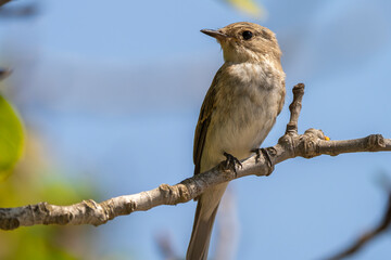 gray flycatcher