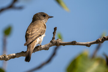 gray flycatcher