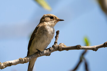 gray flycatcher