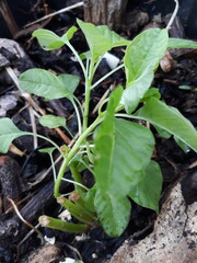 Close-Up of Green Spinach Seedling in Soil