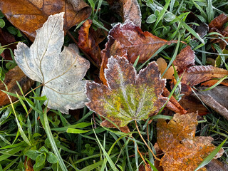 Beautiful autumn leaves lie on the grass in frost on a sunny day in November.