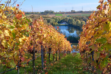 Picturesque Autumn Vineyards on European River Slopes: Scenic Illustration of Wine Country Landscape. Golden Foliage, Blue Sky, and Green Grass Capture the Essence of Winemaking Regions