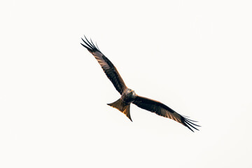 Red kite