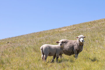 A sheep and a lamb graze in the field. The concept of animal husbandry. 