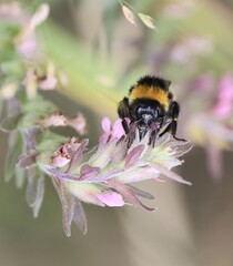 bee on a flower