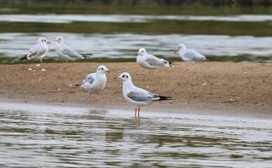 seagulls on the beach