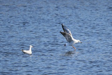 two seagulls in flight