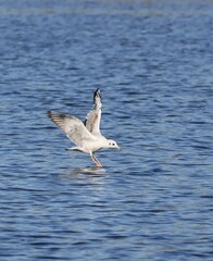 Volga seagulls on a fishing trip. Lifestyle.