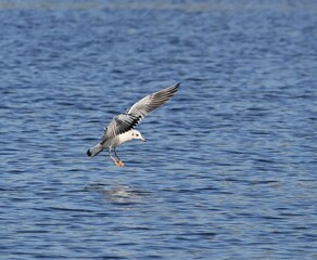 seagull on the water