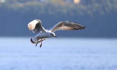 Volga seagulls on a fishing trip. Lifestyle.