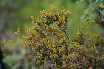 green branches of a bush in the forest