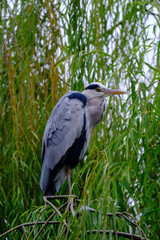 Fototapeta premium Grey Heron (Ardea cinerea)
