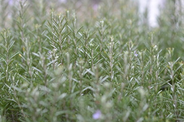 romero en floración en el jardín	