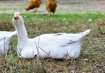 ocas blancas en la naturaleza