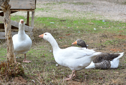 ocas blancas en la naturaleza