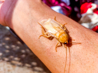Albino cockroach crawling on ticklish hand