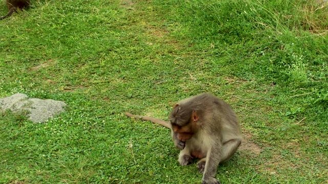 Bonnet Macaque enjoying flowers and seeds in forest of Humpy