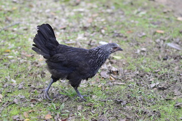 gallina negra de corral al aire libre