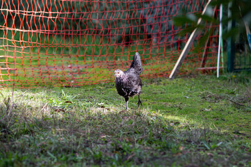 gallina negra de corral al aire libre