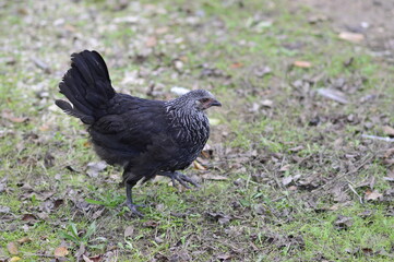 gallina negra de corral al aire libre