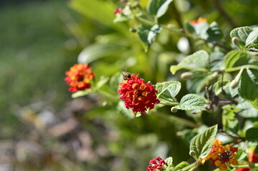 abeja recogiendo polen en las flores