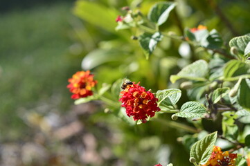 abeja recogiendo polen en las flores