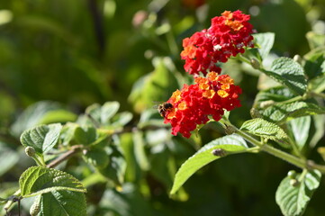 abeja recogiendo polen en las flores
