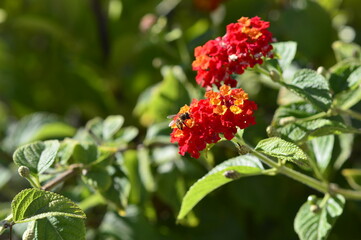 abeja recogiendo polen en las flores